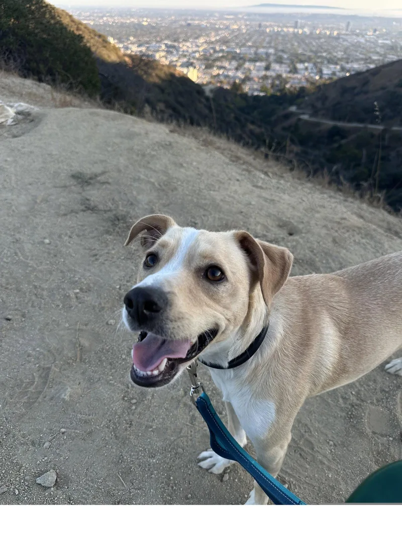 Milo