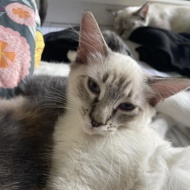 A baby small-sized female White Siamese cat named Weeks for adoption in Austin, TX
