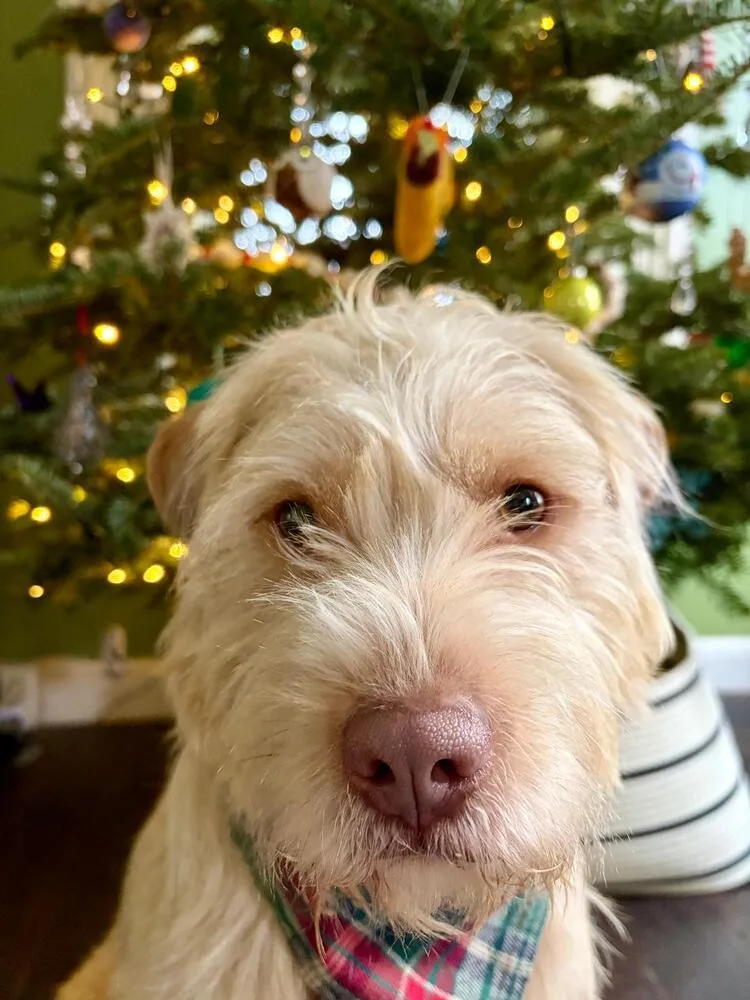 An adult medium-sized male White / Cream Wheaten Terrier dog named Melvin for adoption in Pottstown, PA