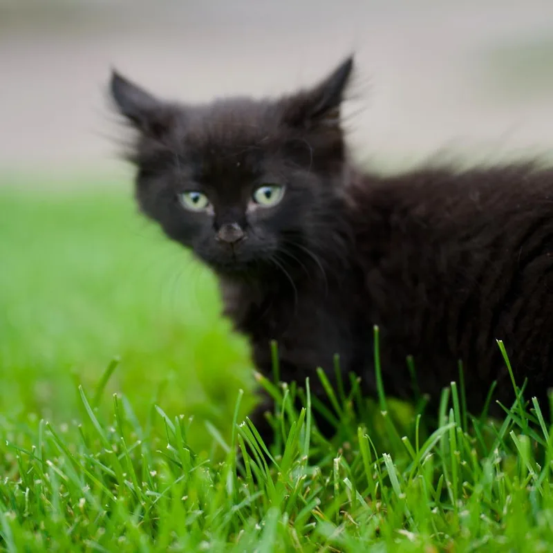 A baby small-sized female Black Domestic Short Hair cat named Iris for adoption in Minneapolis, MN