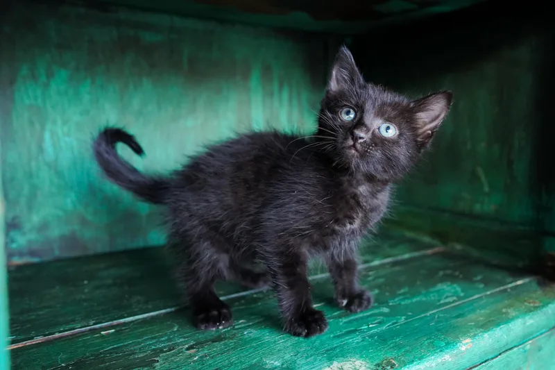 A young medium-sized female Black Domestic Short Hair cat named Bubbles for adoption in San Antonio, TX