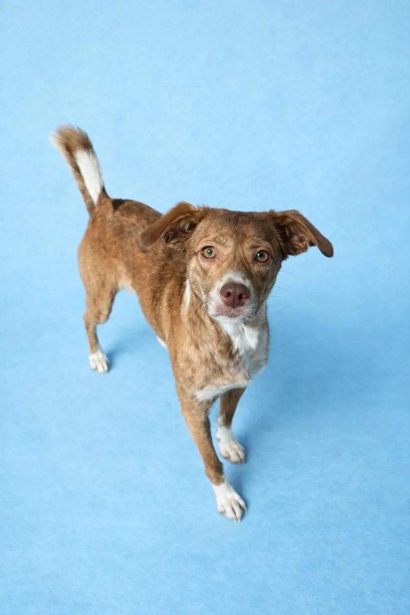A young medium-sized male Jack Russell Terrier dog named Sriracha for adoption in Kansas City, MO