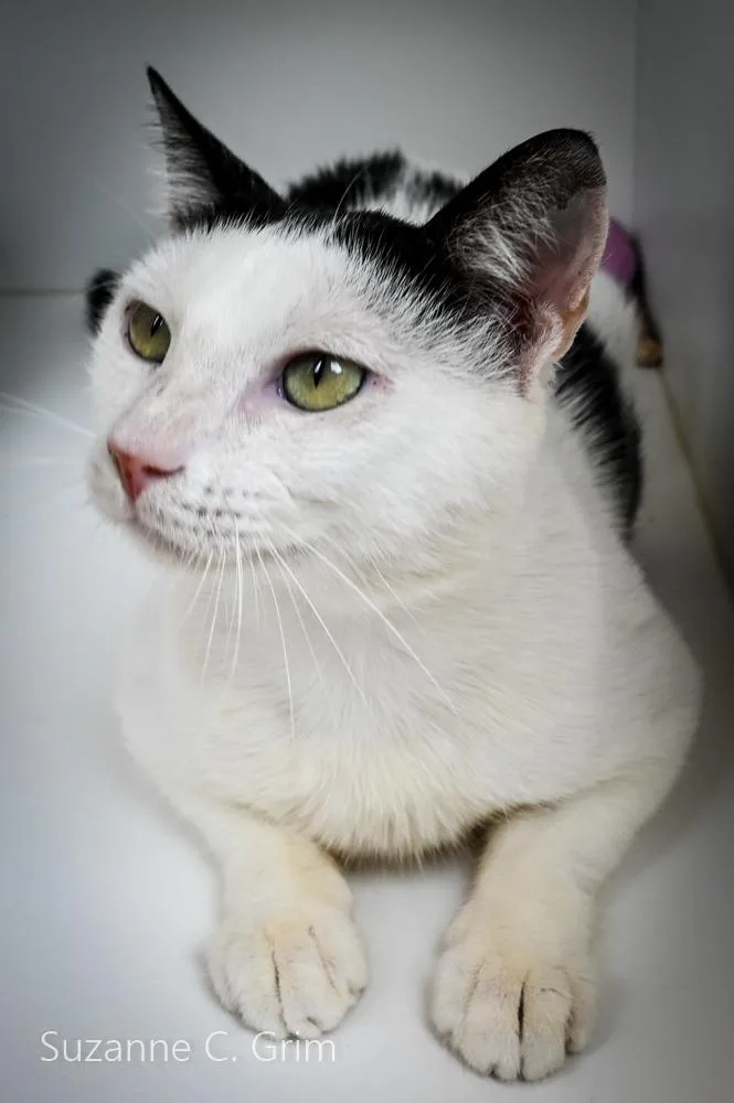 An adult medium-sized male Domestic Short Hair cat named Patch for adoption in New Orleans, LA