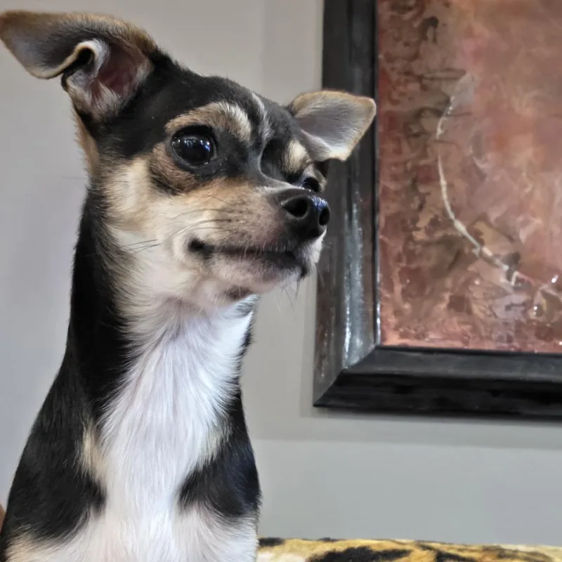 Rosie Belle D
