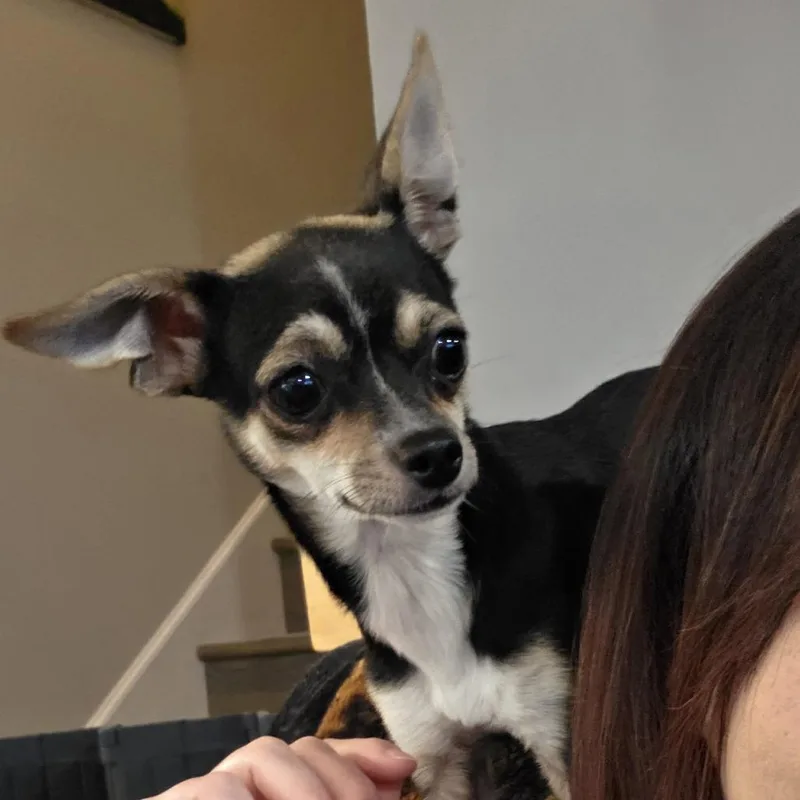 Rosie Belle D thumbnail 2