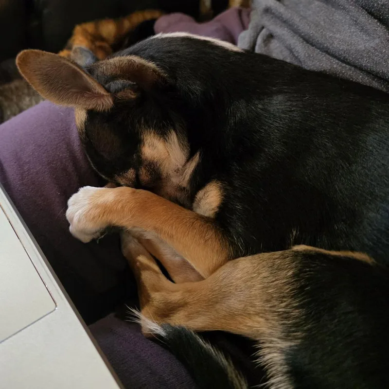 Rosie Belle D thumbnail 3