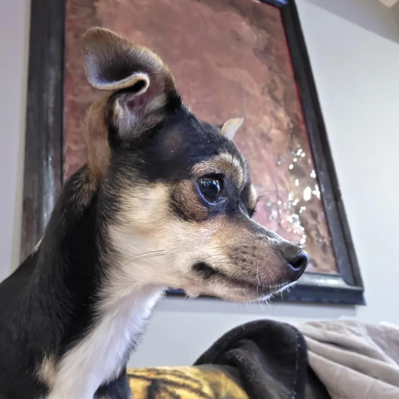 Rosie Belle D thumbnail 4