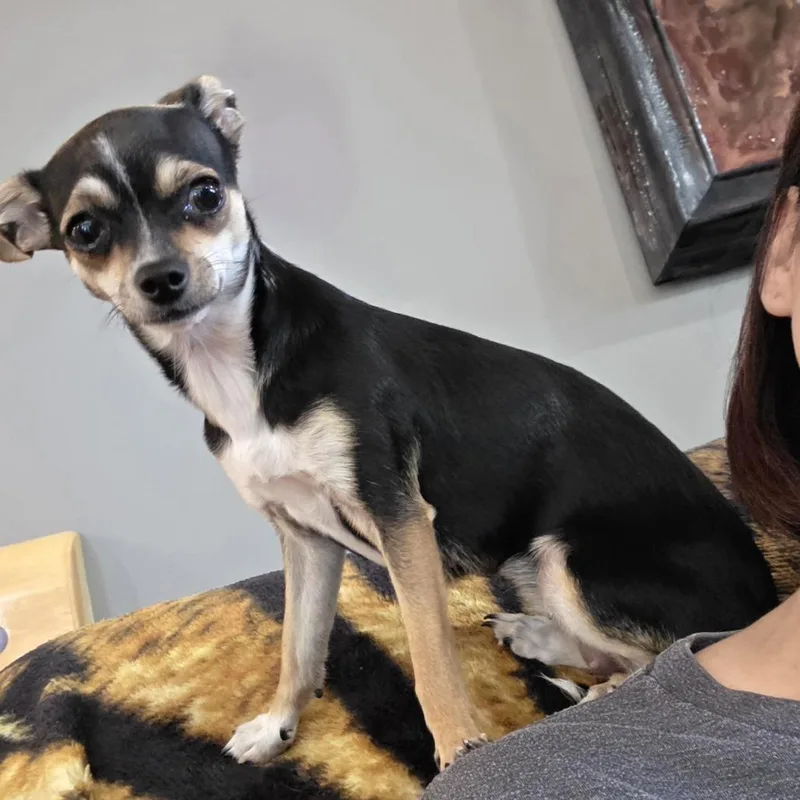 Rosie Belle D thumbnail 6