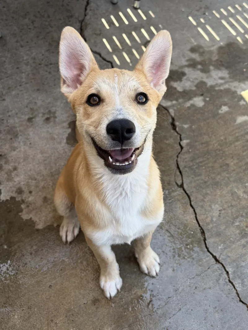 A baby medium-sized male Apricot / Beige Shepherd dog named Brio for adoption in San Diego, CA