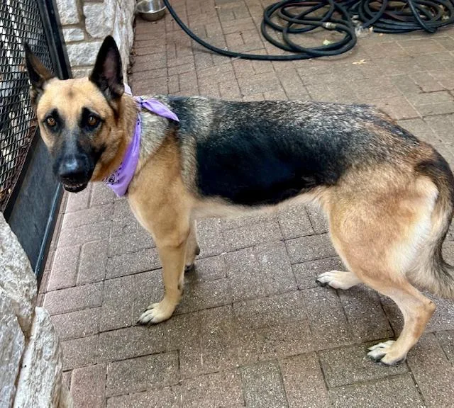 An adult large-sized female German Shepherd Dog dog named Selah for adoption in Dallas, TX