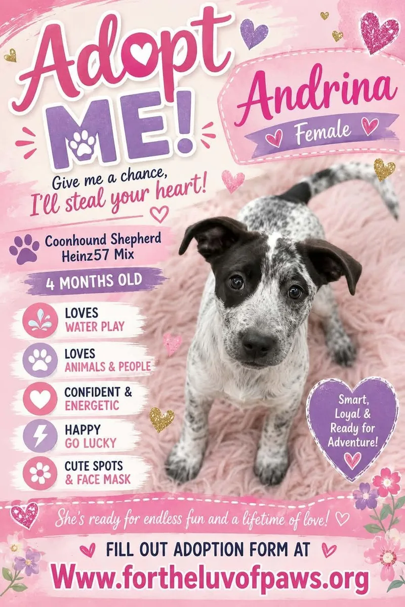 A baby medium-sized female White / Cream Coonhound dog named Andrina for adoption in Golden Valley, AZ