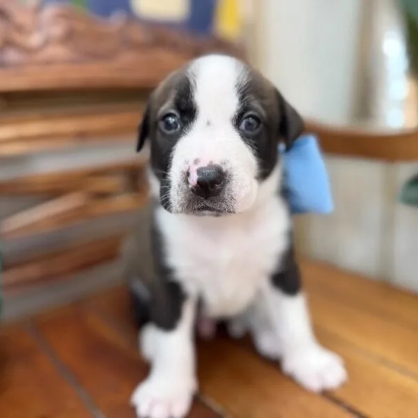 A baby medium-sized male Black Pit Bull Terrier dog named George Washington Bridge for adoption in Friendswood, TX