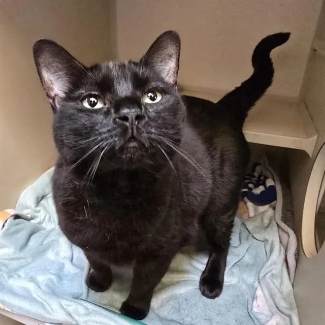 An adult small-sized female Domestic Short Hair cat named Andy Mac for adoption in Denver, CO