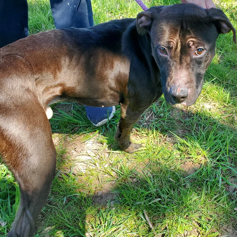 A young medium-sized male Black American Staffordshire Terrier dog named Rembrandt for adoption in Jersey city, NJ