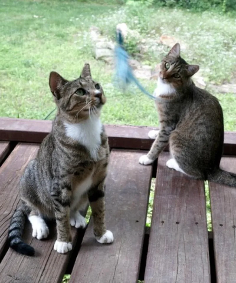 A young medium-sized male Tabby (Buff / Tan / Fawn) Domestic Short Hair cat named Chalky and Rusti for adoption in Amherst, MA