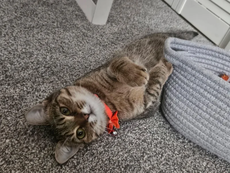 French Toast thumbnail 2