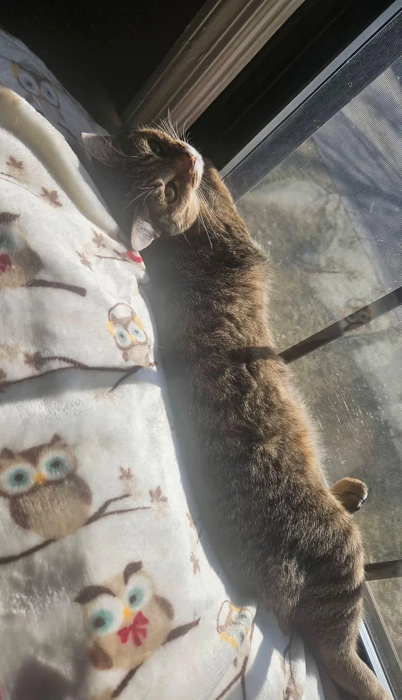 French Toast thumbnail 3