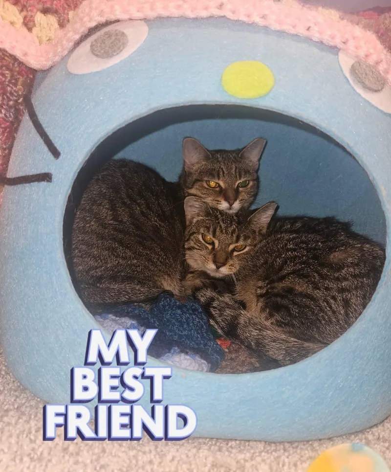 French Toast thumbnail 4