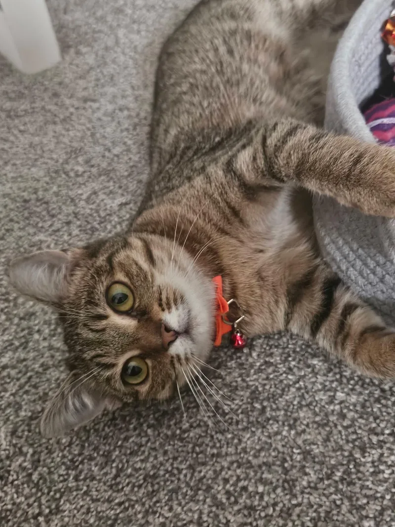 French Toast thumbnail 5