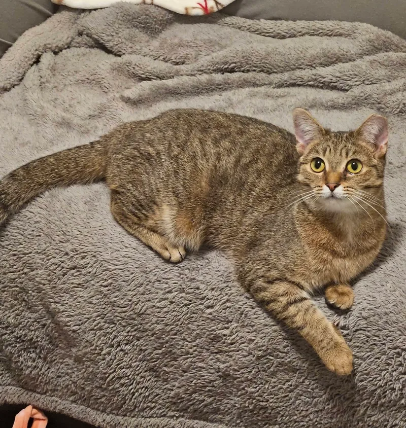 French Toast thumbnail 6