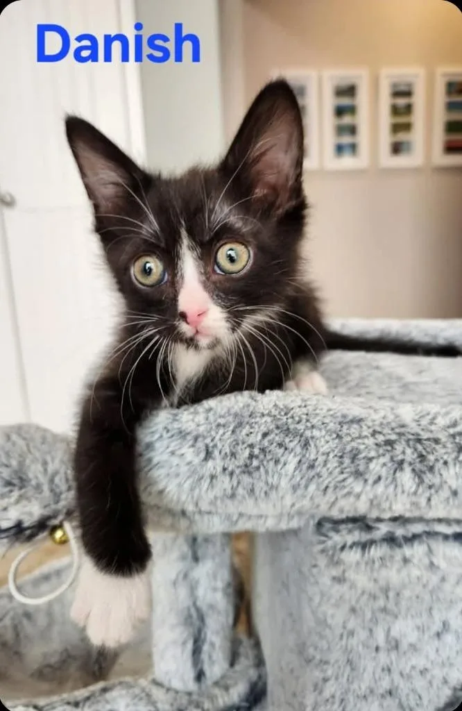 A baby small-sized male Domestic Short Hair cat named Danish for adoption in San Jacinto, CA