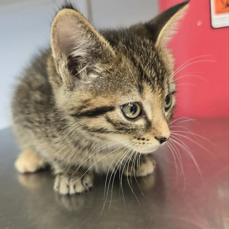 A baby medium-sized female Tabby (Buff / Tan / Fawn) Domestic Short Hair cat named Swanilda for adoption in Orange, VA