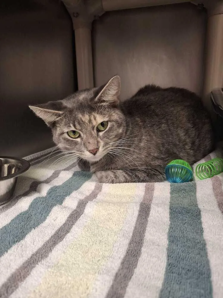 An adult medium-sized female Domestic Short Hair cat named Nahual for adoption in Bowling Green, OH