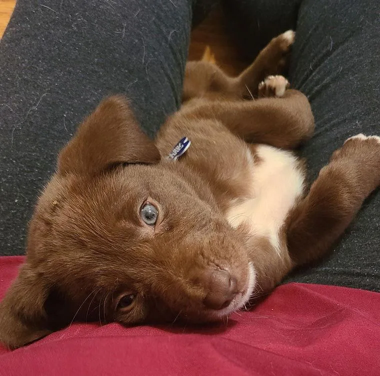 Chipmunk thumbnail 2