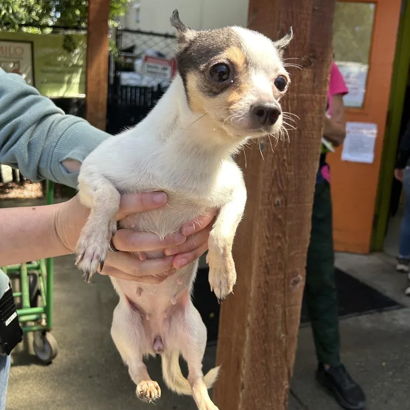 A senior small-sized female White / Cream Chihuahua dog named Katherine for adoption in Point Richmond, CA