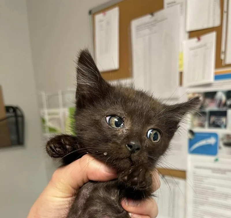 A baby medium-sized male Black Domestic Short Hair cat named Cicada for adoption in Bolivar, MO