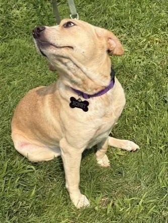 An adult medium-sized female Yellow / Tan / Blond / Fawn Australian Cattle Dog / Blue Heeler dog named Honey Mabel for adoption in Pasco, WA