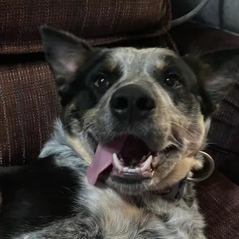 A young medium-sized male Merle (Blue) Australian Cattle Dog / Blue Heeler dog named Patches for adoption in Watertown, WI