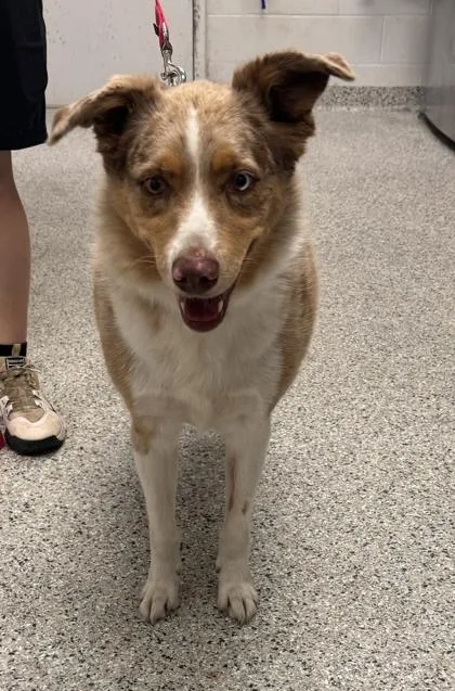 An adult large-sized male Yellow / Tan / Blond / Fawn Border Collie dog named Milkshake for adoption in Kansas City, MO