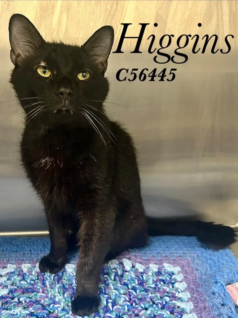 A young medium-sized male Domestic Short Hair cat named Higgins for adoption in Clarksville, TN