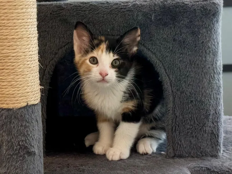 A baby small-sized female Domestic Short Hair cat named Maggie for adoption in Lewisville, TX