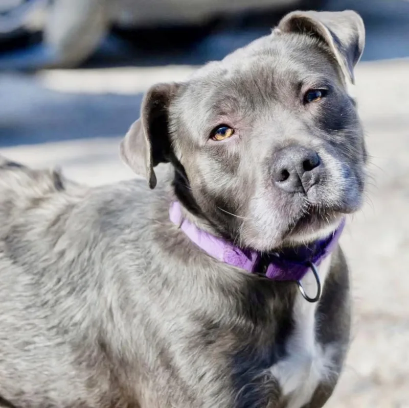 An adult medium-sized male Gray / Blue / Silver Terrier dog named Critter for adoption in Longview, TX