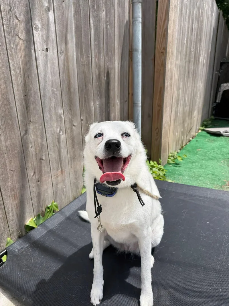 An adult large-sized female Australian Cattle Dog / Blue Heeler dog named Maya for adoption in Bloomfield Hills, MI