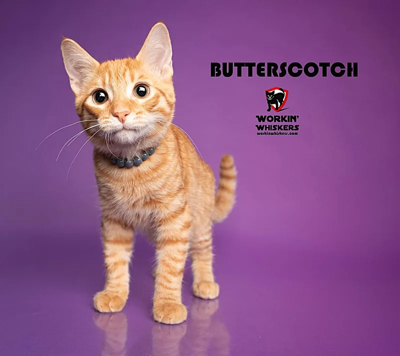 A baby medium-sized male Orange / Red Tabby cat named Butterscotch for adoption in HEMET, CA