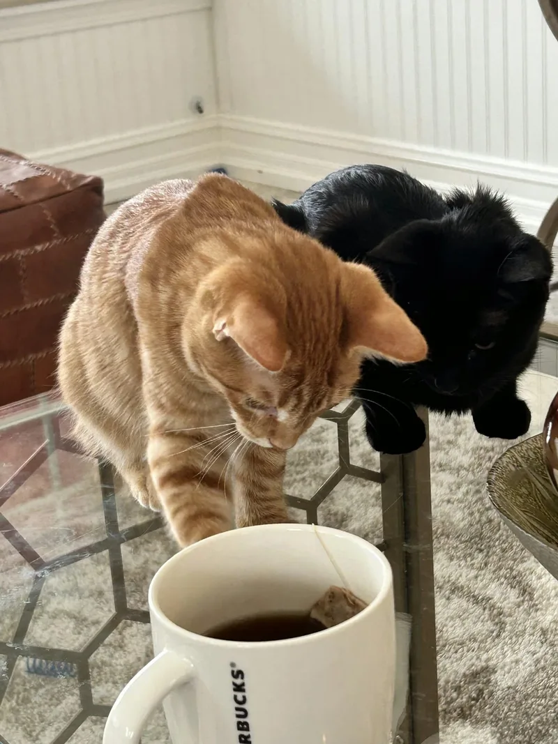 Butterscotch thumbnail 4