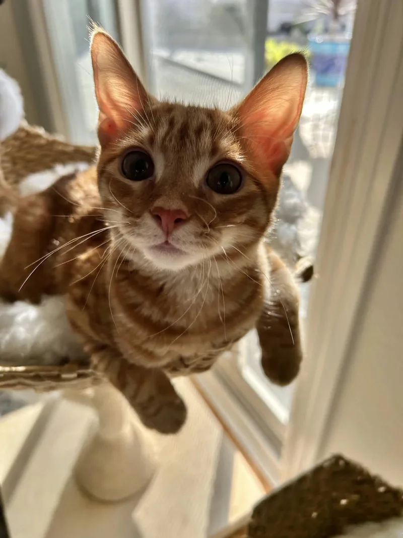 Butterscotch thumbnail 5