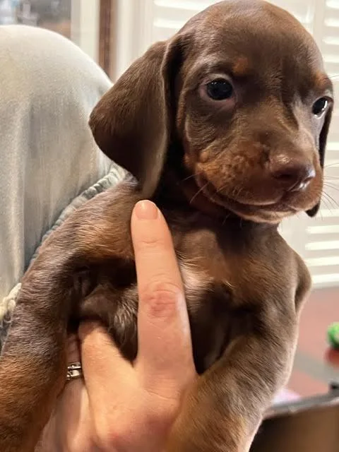 A baby small-sized male Dachshund dog named Biscayne for adoption in Cumming, GA
