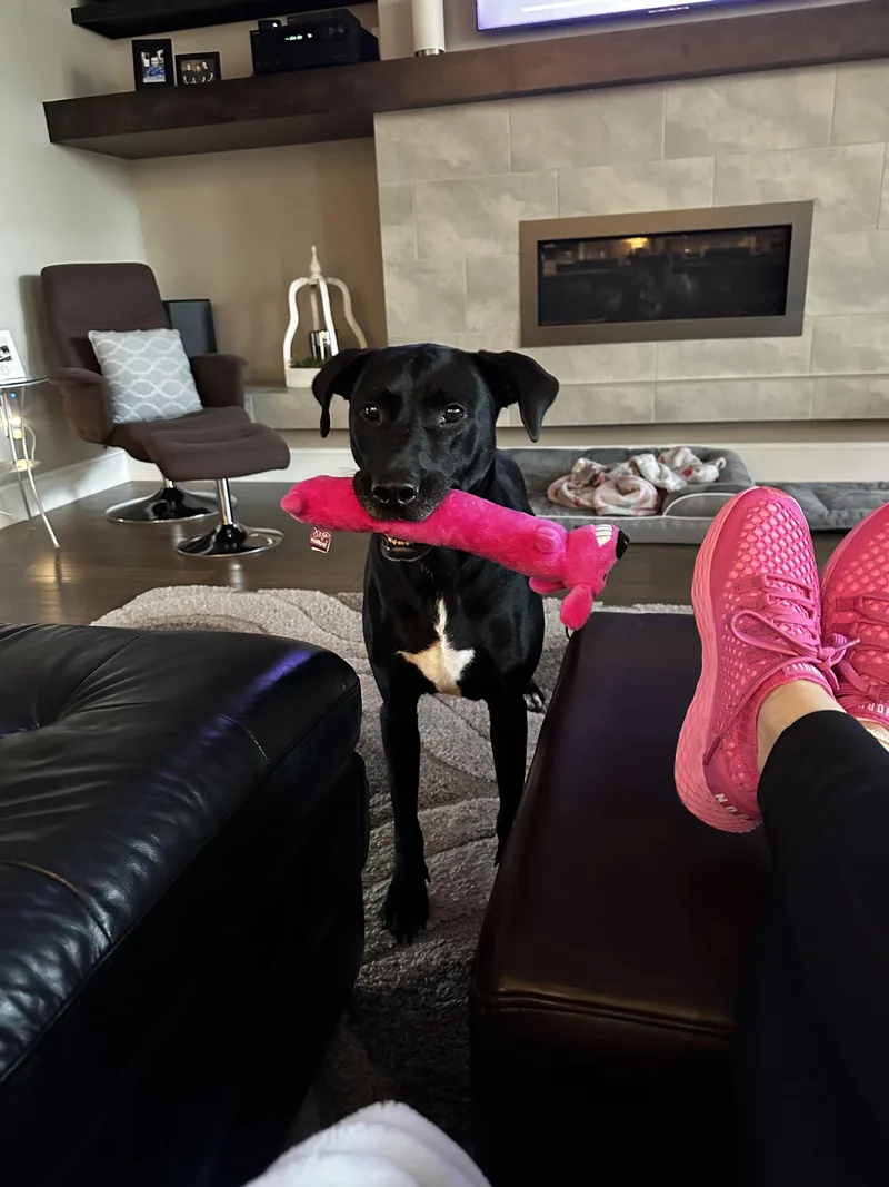 An adult large-sized female Black Labrador Retriever dog named Star for adoption in Athens, TX