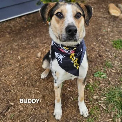An adult large-sized male Mixed Breed dog named Buddy for adoption in Sevierville, TN
