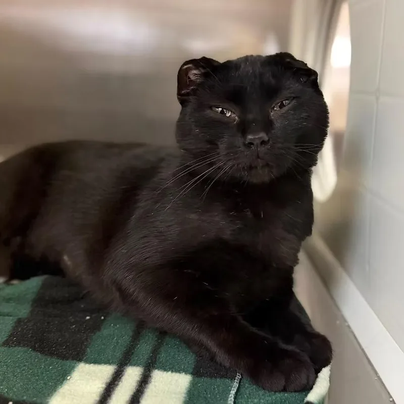 A young medium-sized female Black Domestic Short Hair cat named Chai for adoption in Norfolk, NE