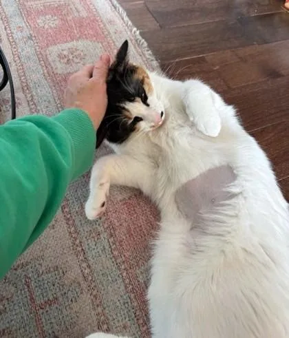 An adult medium-sized female Domestic Short Hair cat named Sky for adoption in Washington, DC