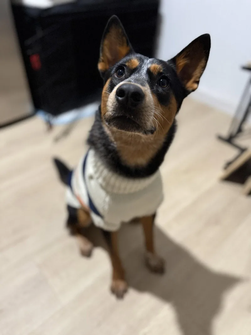 Enzo