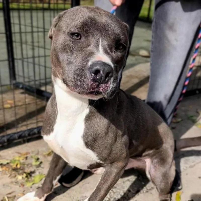 An adult medium-sized male Brindle Mixed Breed dog named Oakley for adoption in New Windsor, NY