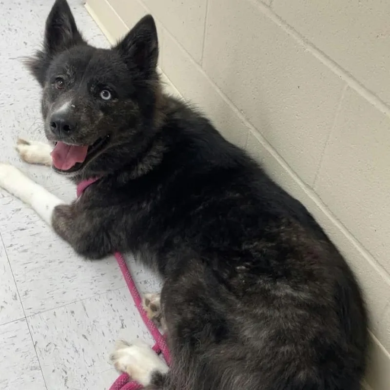 An adult medium-sized female Husky dog named Shakira for adoption in CHANUTE, KS