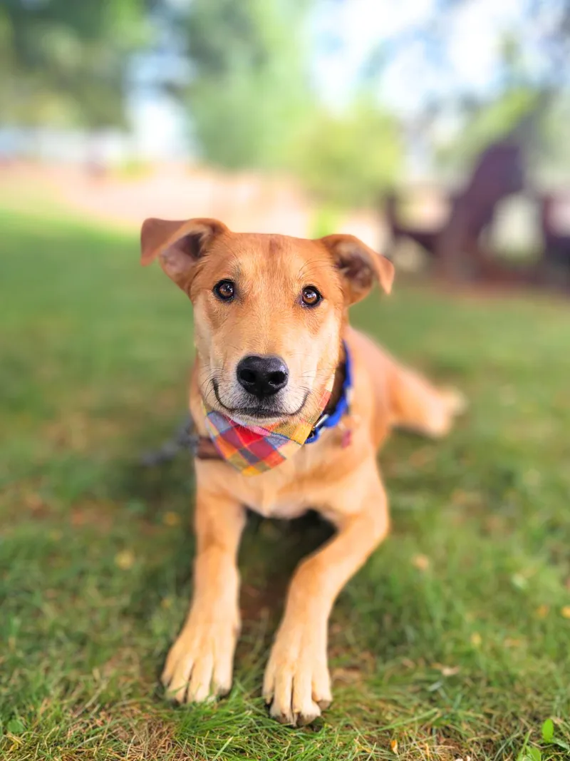 Linguine thumbnail 2