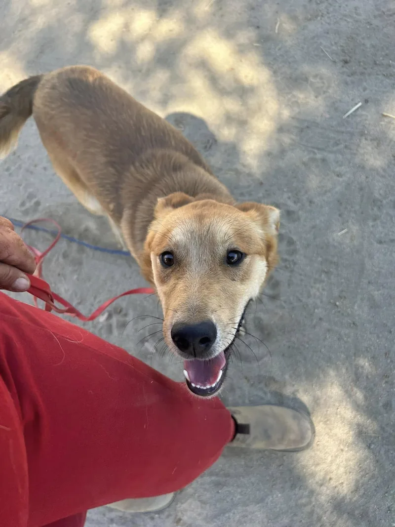 Linguine thumbnail 3